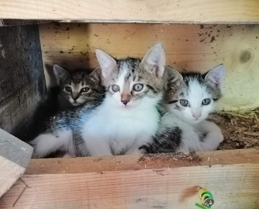 Haus Primosch - Unsere Katzen am Bauernhof, da waren sie noch kleine Kätzchen