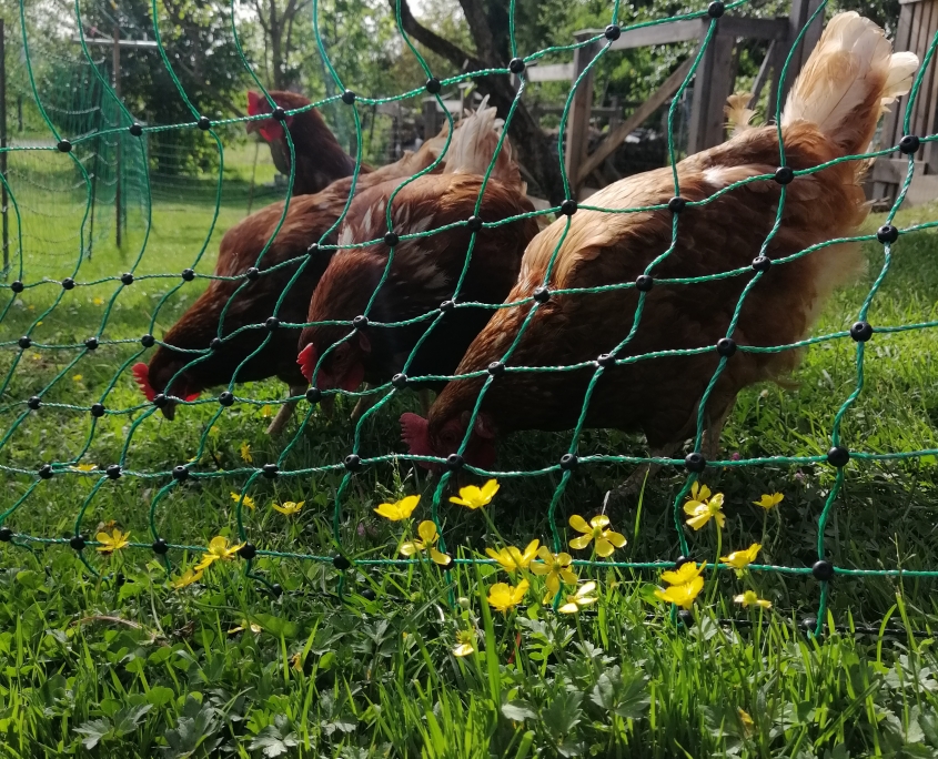 Haus Primosch - Unsere Hühner im Garten - das Frühstücks-Ei frisch vom Bauernhof